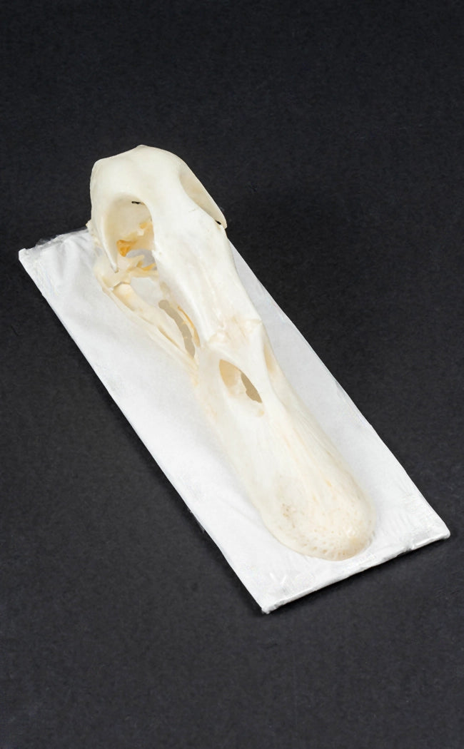 Duck Skull | Mallard