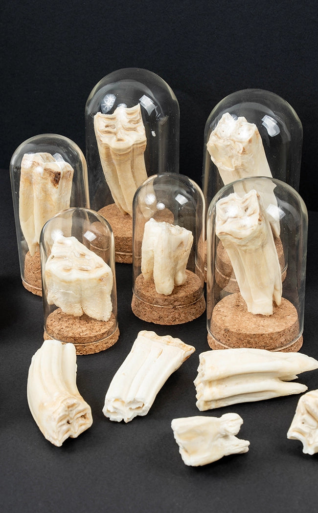 Horse Teeth In Dome
