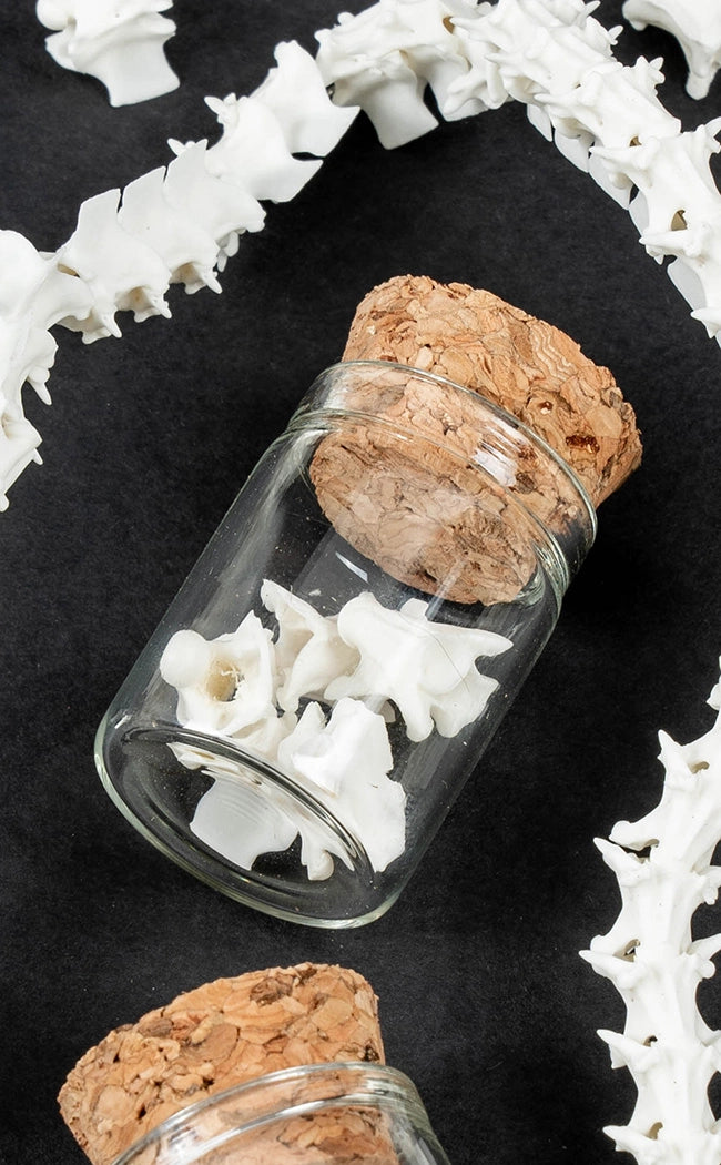 Rattle Snake Vertebrae Bones in Glass Jar