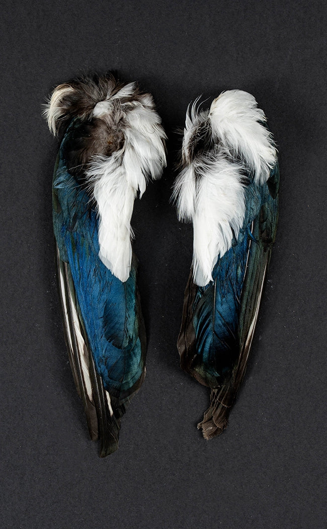 Real Magpie Wings