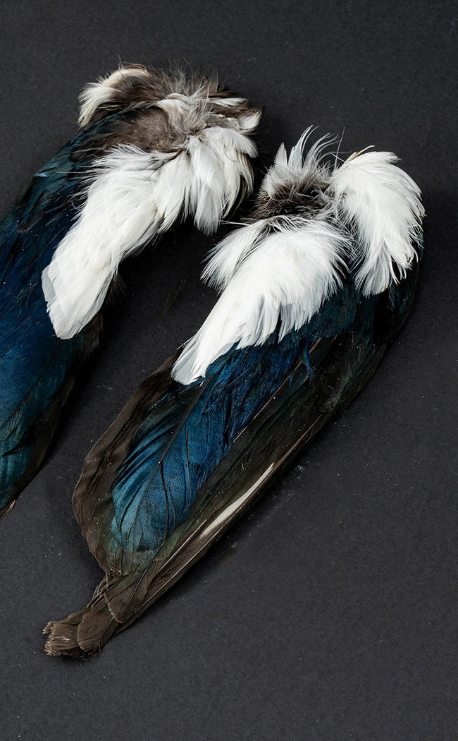 Real Magpie Wings