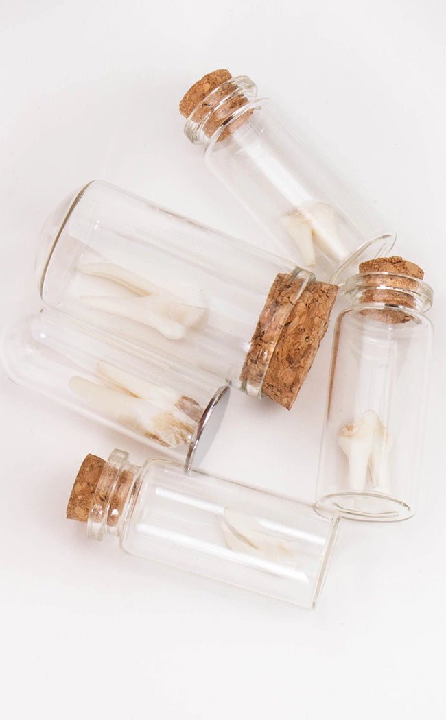 Wild Deer Tooth In Vial-Oddities & Curiosities-Tragic Beautiful
